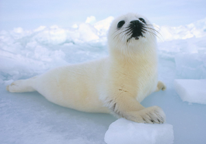 Seal Fur Trade Ban Upheld - Gansbaai Daily News